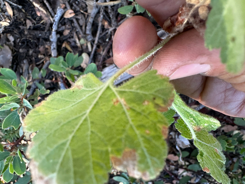 Ribes viscosissimum, photograph 3