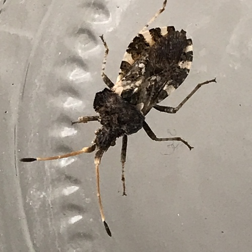 Centrocoris variegatus