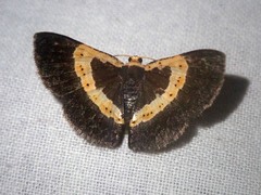 Peratophyga trigonata