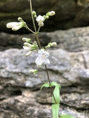 Penstemon arkansanus