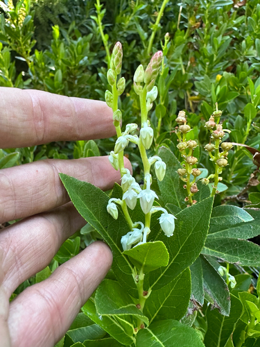 Leucothoe davisiae