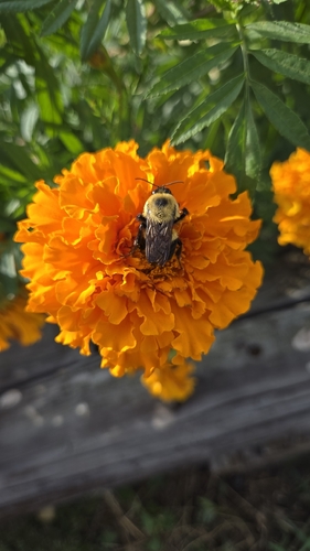 Brown-belted Bumble Bee