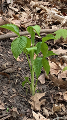 Arisaema triphyllum