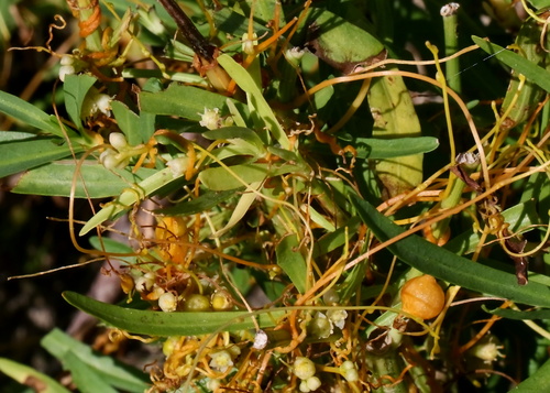 Cuscuta australis observed 2026-08-19
