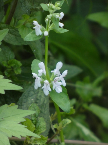 Stachys floridana, photograph 3