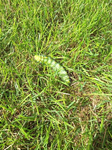 Cecropia Moth