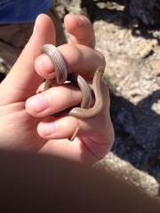Sonora taylori