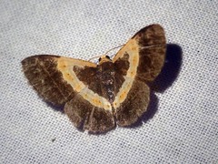 Peratophyga trigonata