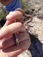 Sonora taylori
