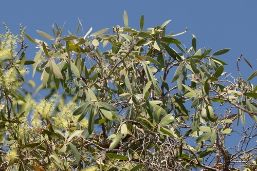 Melaleuca nervosa observed 2026-08-15