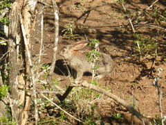 Lepus saxatilis
