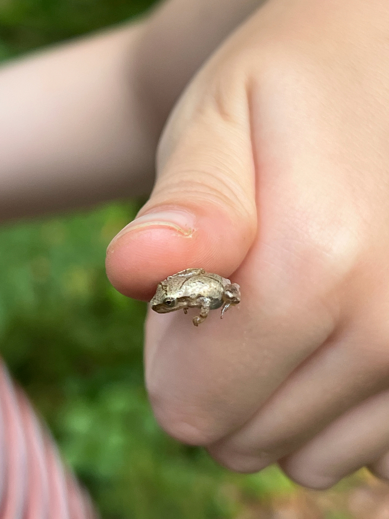 Spring Peeper