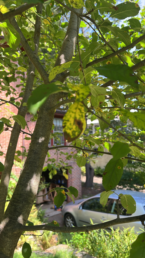 Quince leaf blight