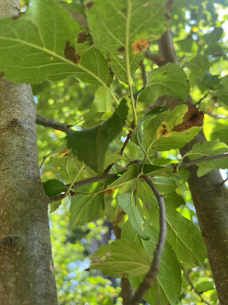 Quince leaf blight