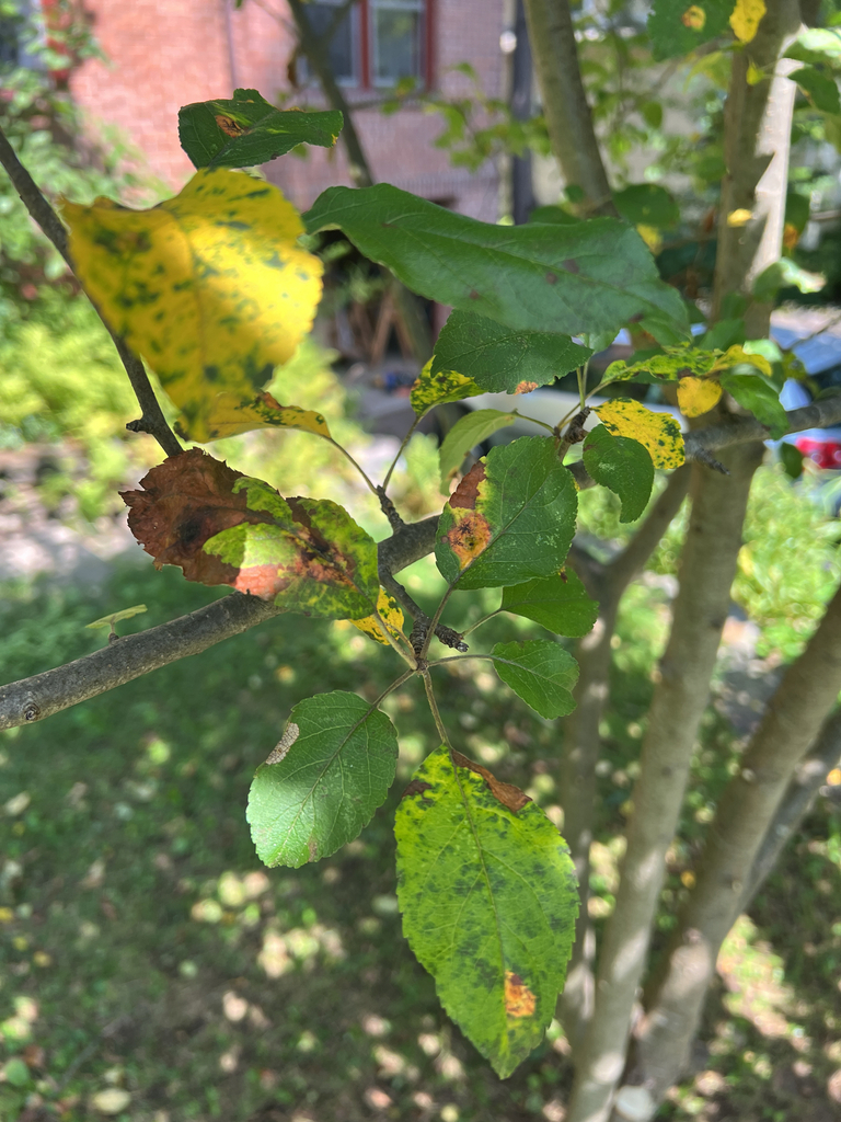 Quince leaf blight