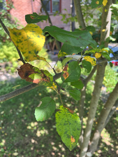 Quince leaf blight