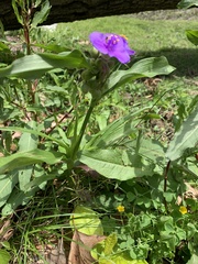 Tradescantia ernestiana