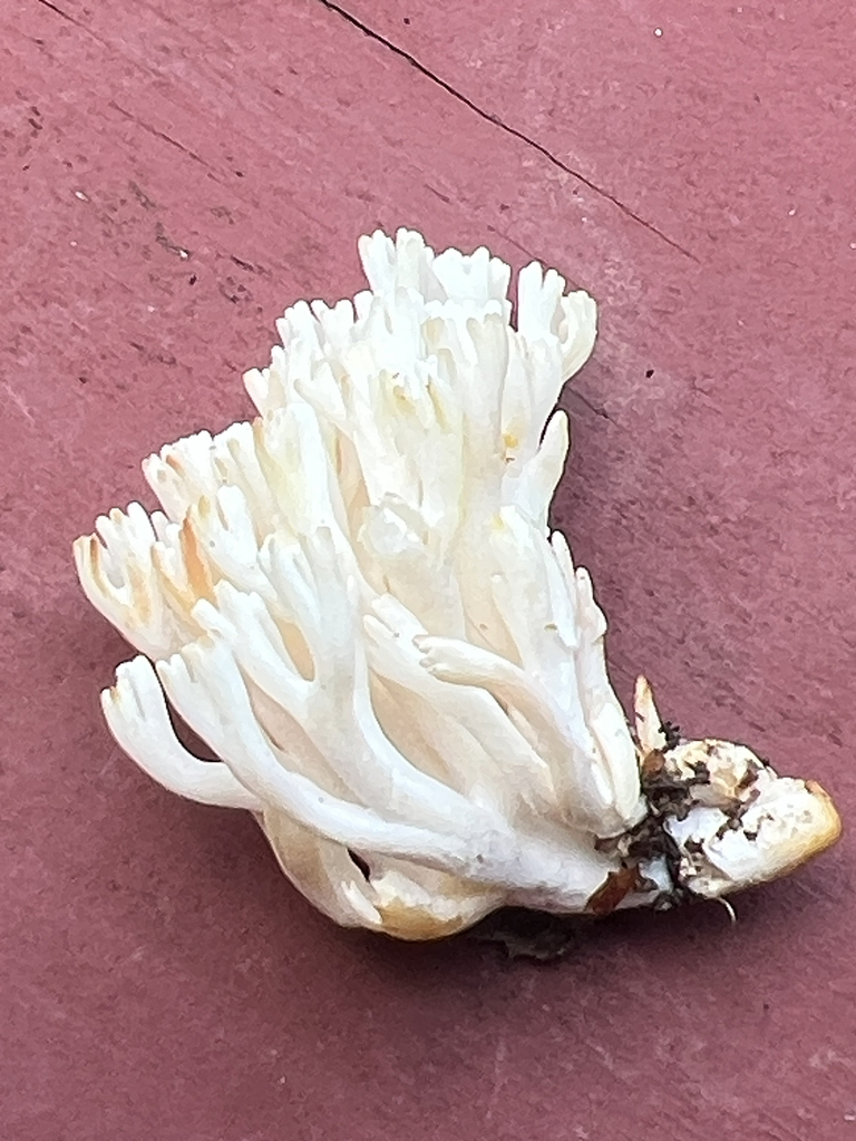 white coral fungus