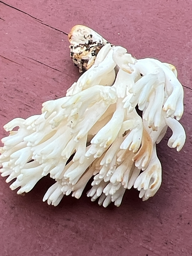 white coral fungus