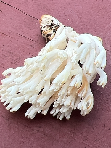 white coral fungus