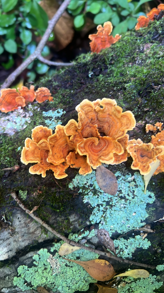 crowded parchment