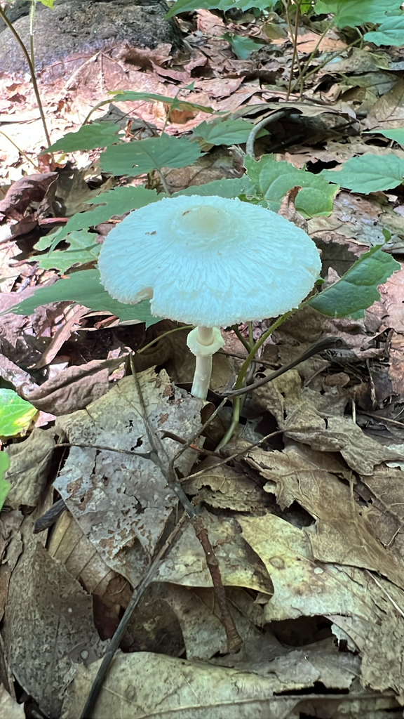 Common Gilled Mushrooms and Allies