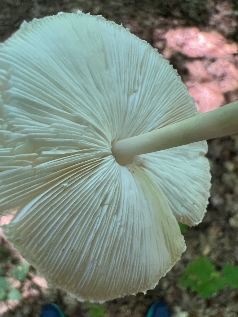 Common Gilled Mushrooms and Allies