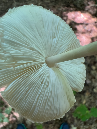 Common Gilled Mushrooms and Allies