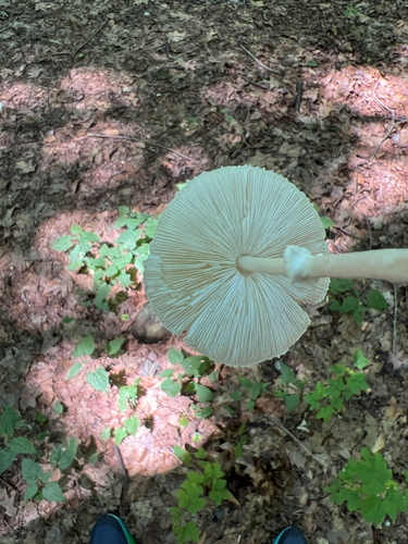 Common Gilled Mushrooms and Allies