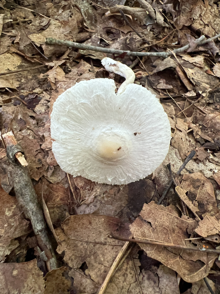 Common Gilled Mushrooms and Allies