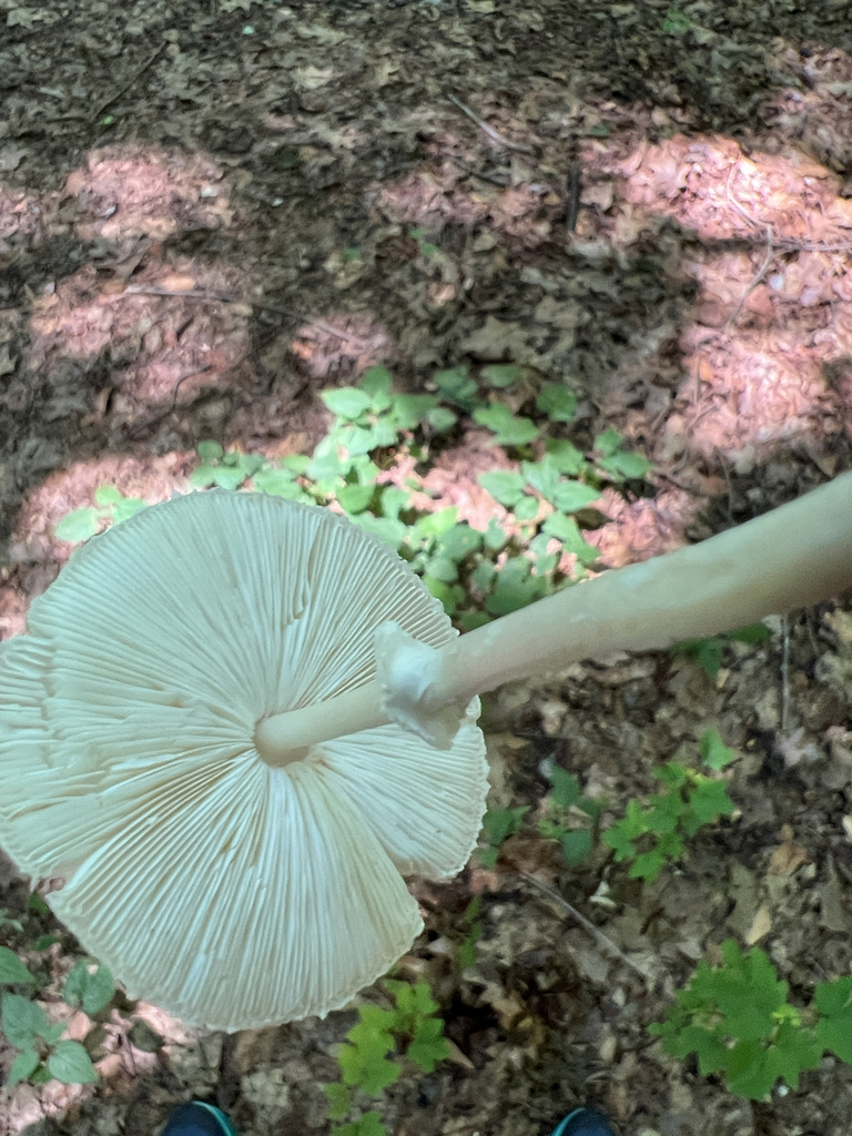 Common Gilled Mushrooms and Allies