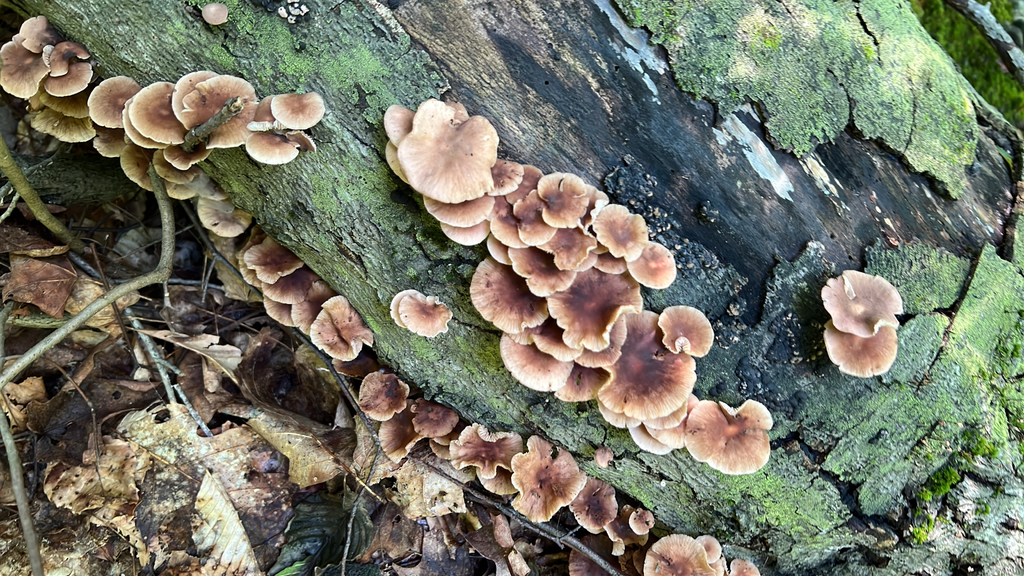 Mushrooms, Bracket Fungi, Puffballs, and Allies