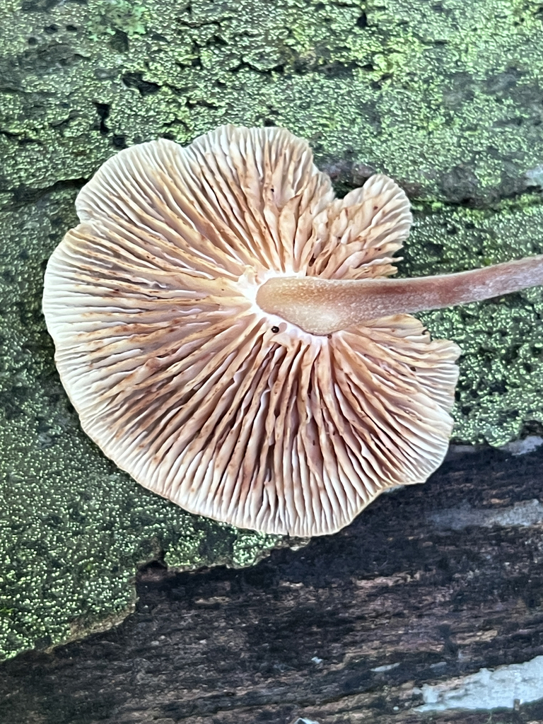 Mushrooms, Bracket Fungi, Puffballs, and Allies