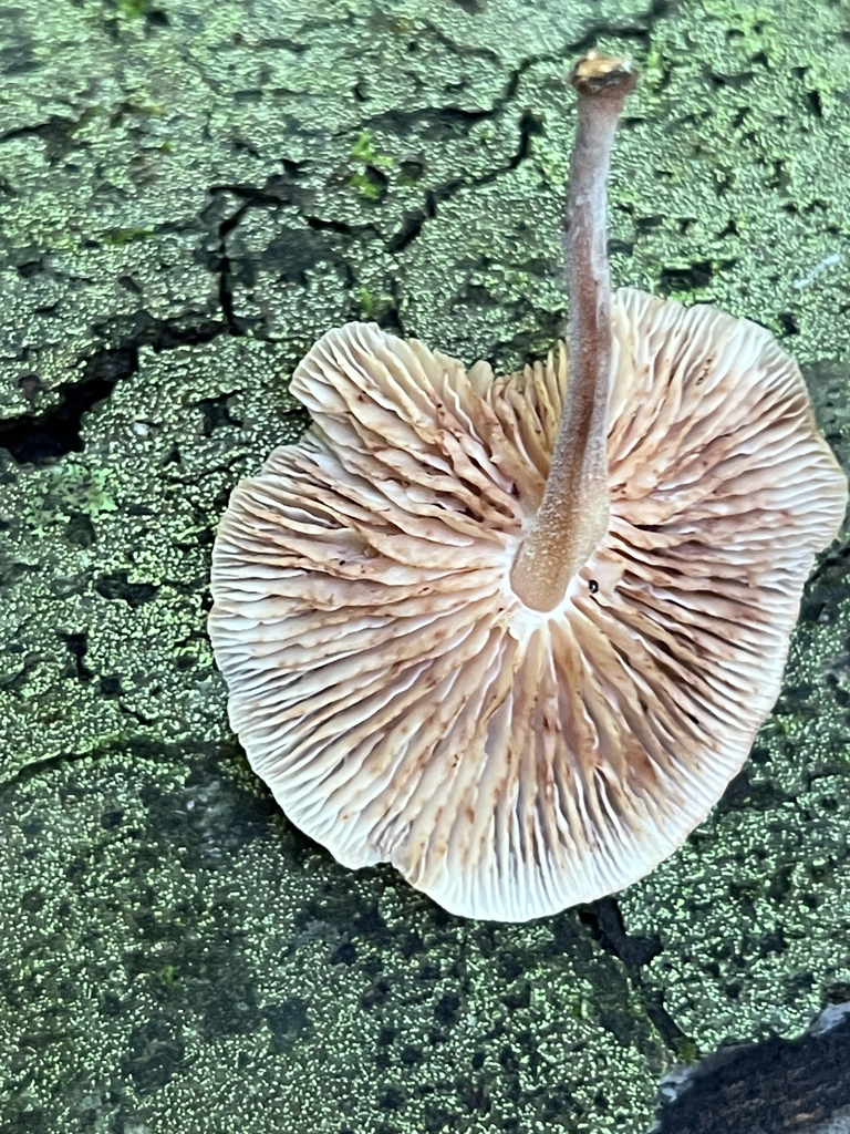 Mushrooms, Bracket Fungi, Puffballs, and Allies