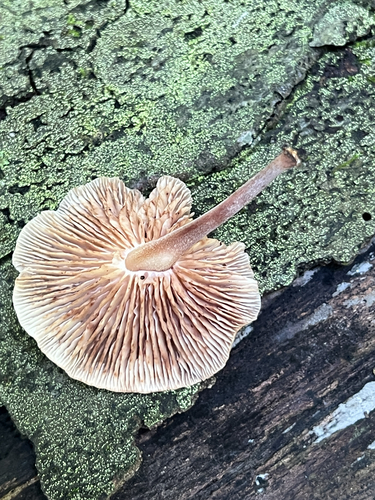 Mushrooms, Bracket Fungi, Puffballs, and Allies