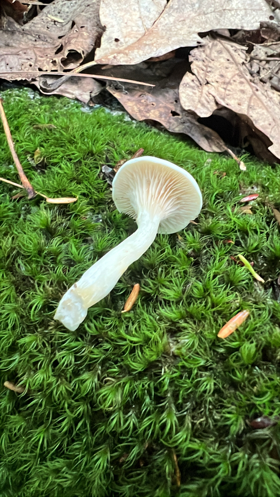 Sweetbread Mushroom