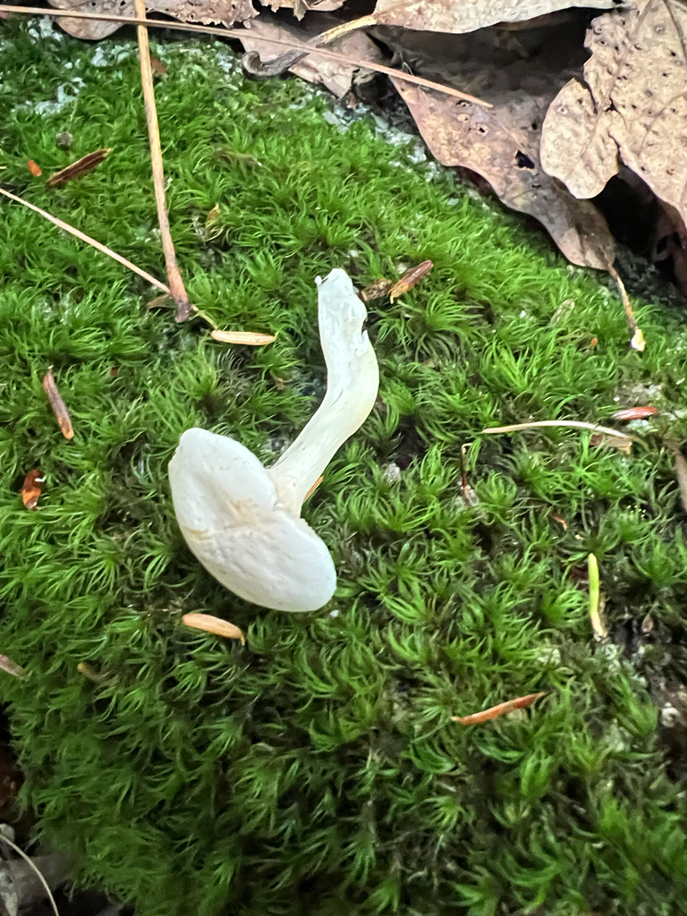 Sweetbread Mushroom