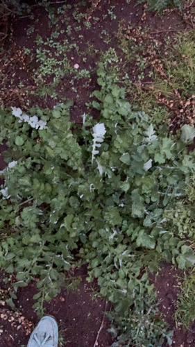 Capeweed