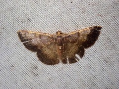 Peratophyga venetia