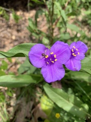 Tradescantia ernestiana