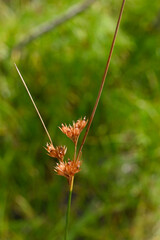 Juncus dudleyi
