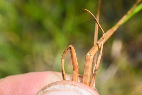 Juncus dudleyi, photograph 3