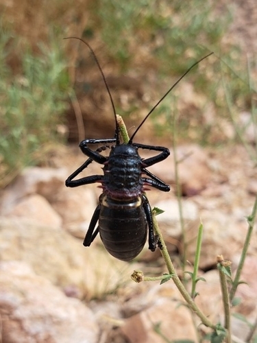Eugaster spinulosa