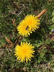 Anasimyia bilinearis