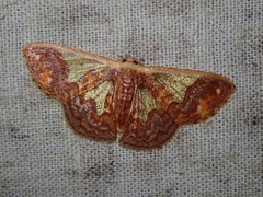 Peratophyga xanthyala