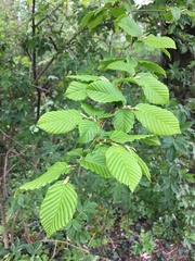 Carpinus betulus