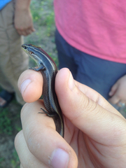 Plestiodon tetragrammus