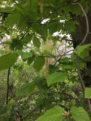 Carpinus betulus