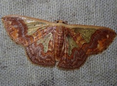 Peratophyga xanthyala