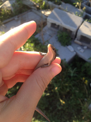 Plestiodon tetragrammus